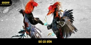 Đá Gà Đòn